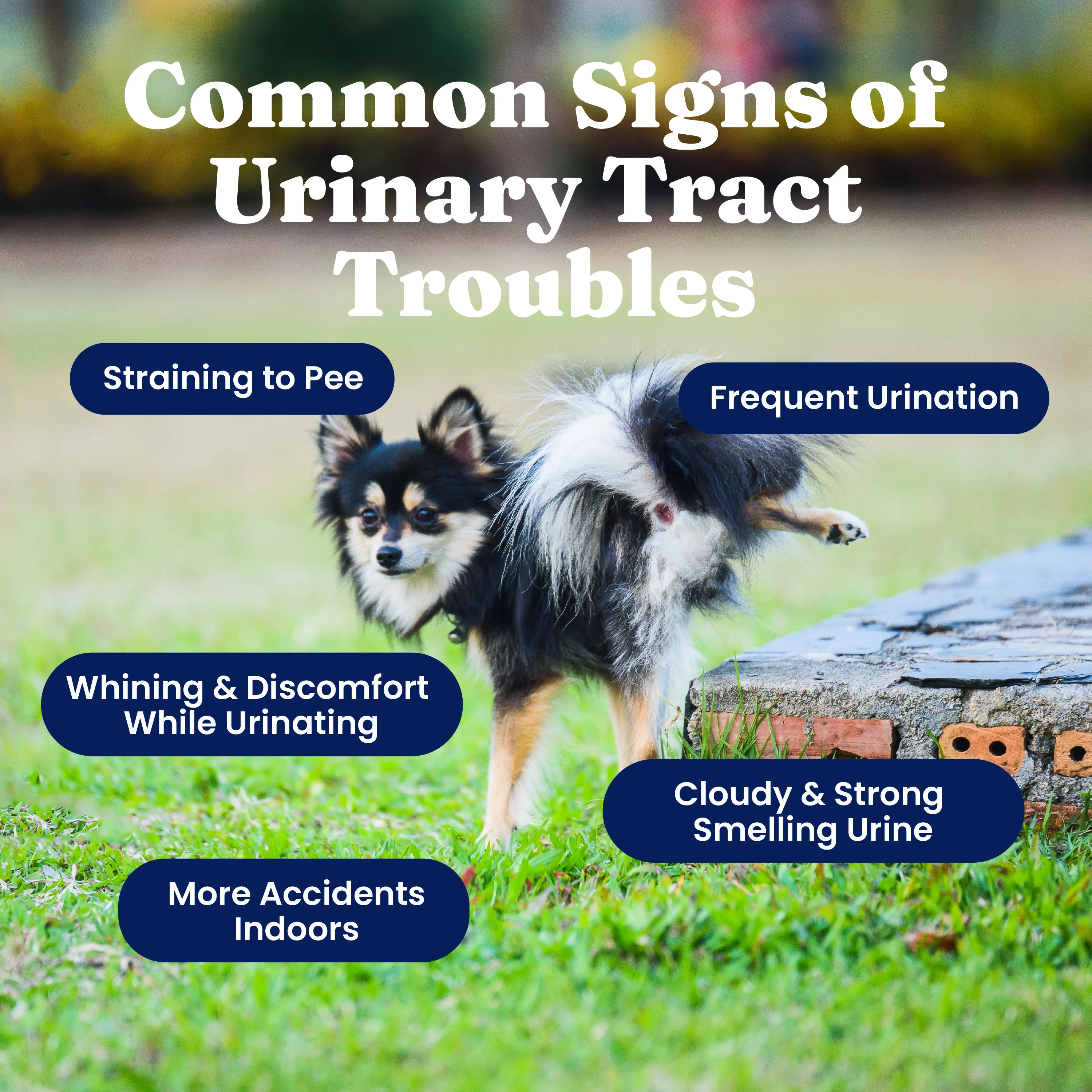 Berry Balance™ Urinary Tract Health Powder for Dogs & Cats - Image 4