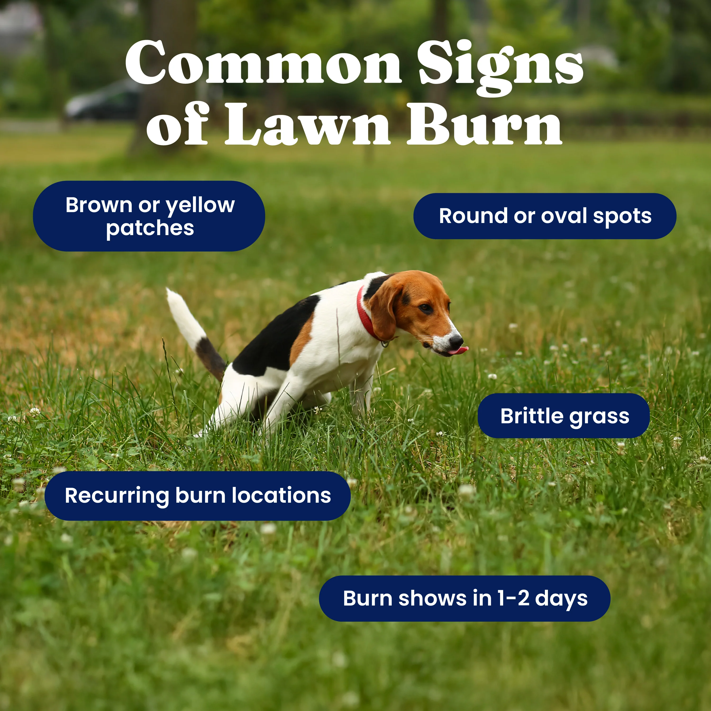 Grass Guardian™ Digestive Health Chews for Dogs - Image 4
