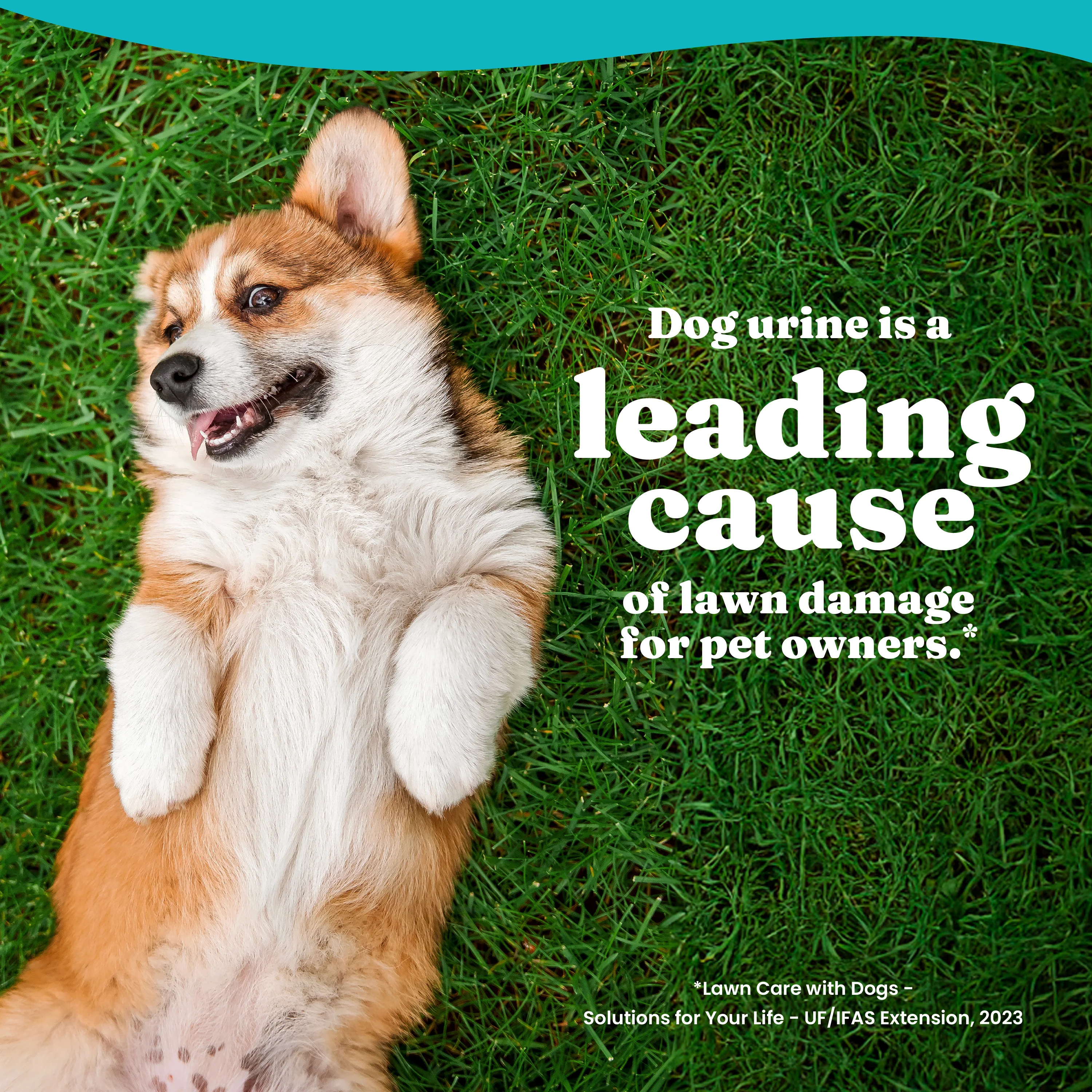 Grass Guardian™ Digestive Health Chews for Dogs - Image 9
