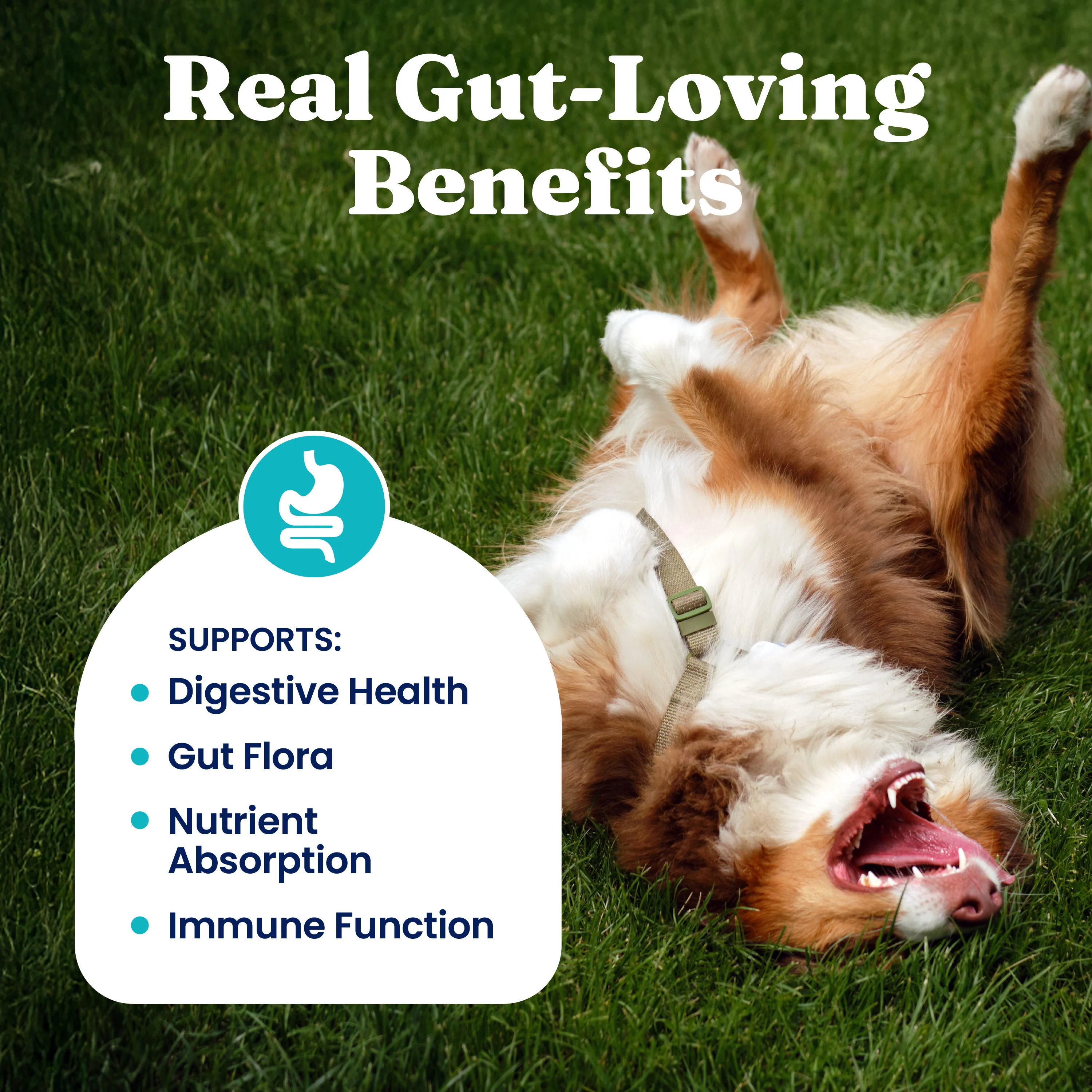 Mellow Belly™ Gut Health Chews for Dogs - Image 2