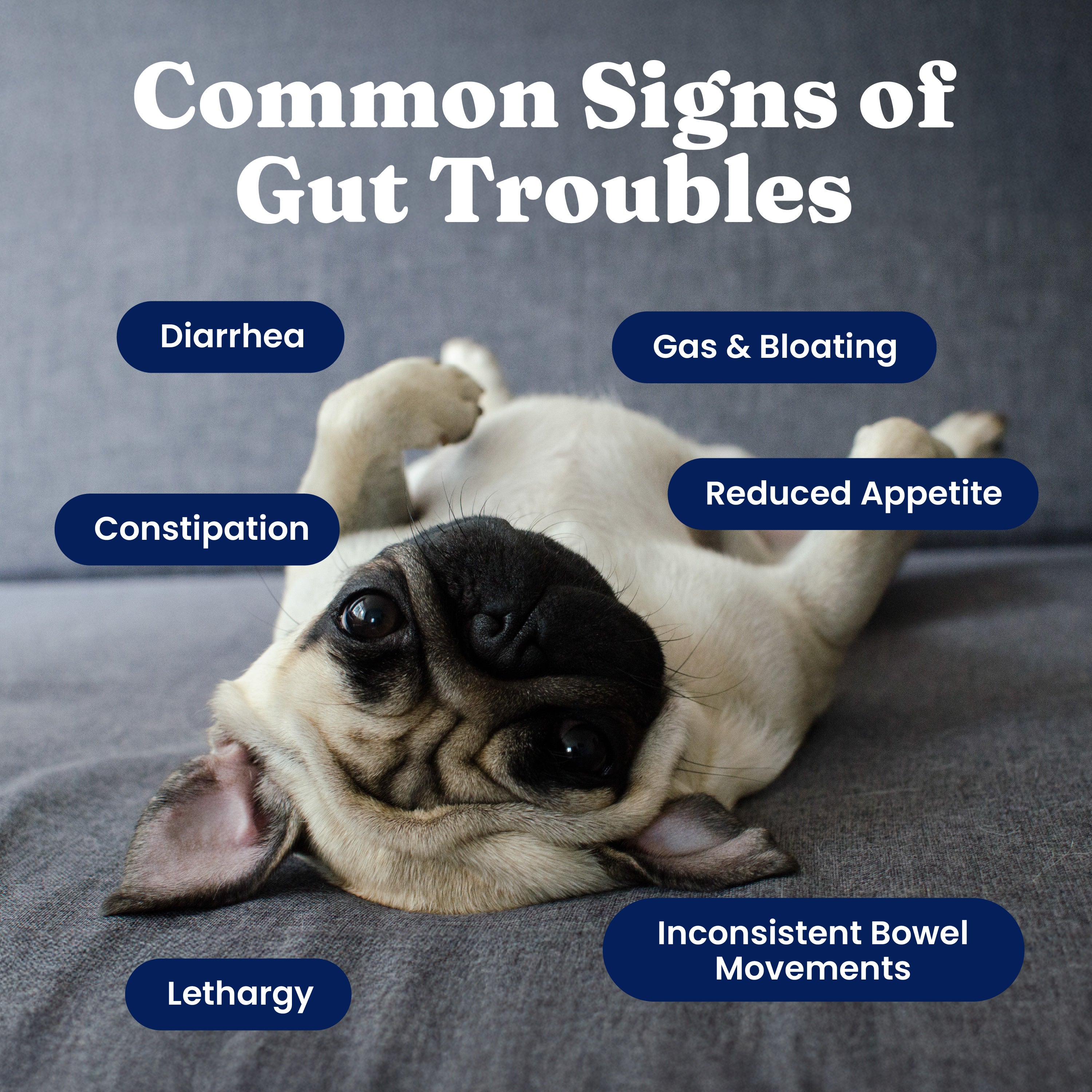Mellow Belly™ Gut Health Chews for Dogs - Image 4