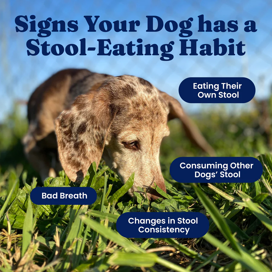 Stool Eating Deterrent for Dogs - Soft Chews - Image 4