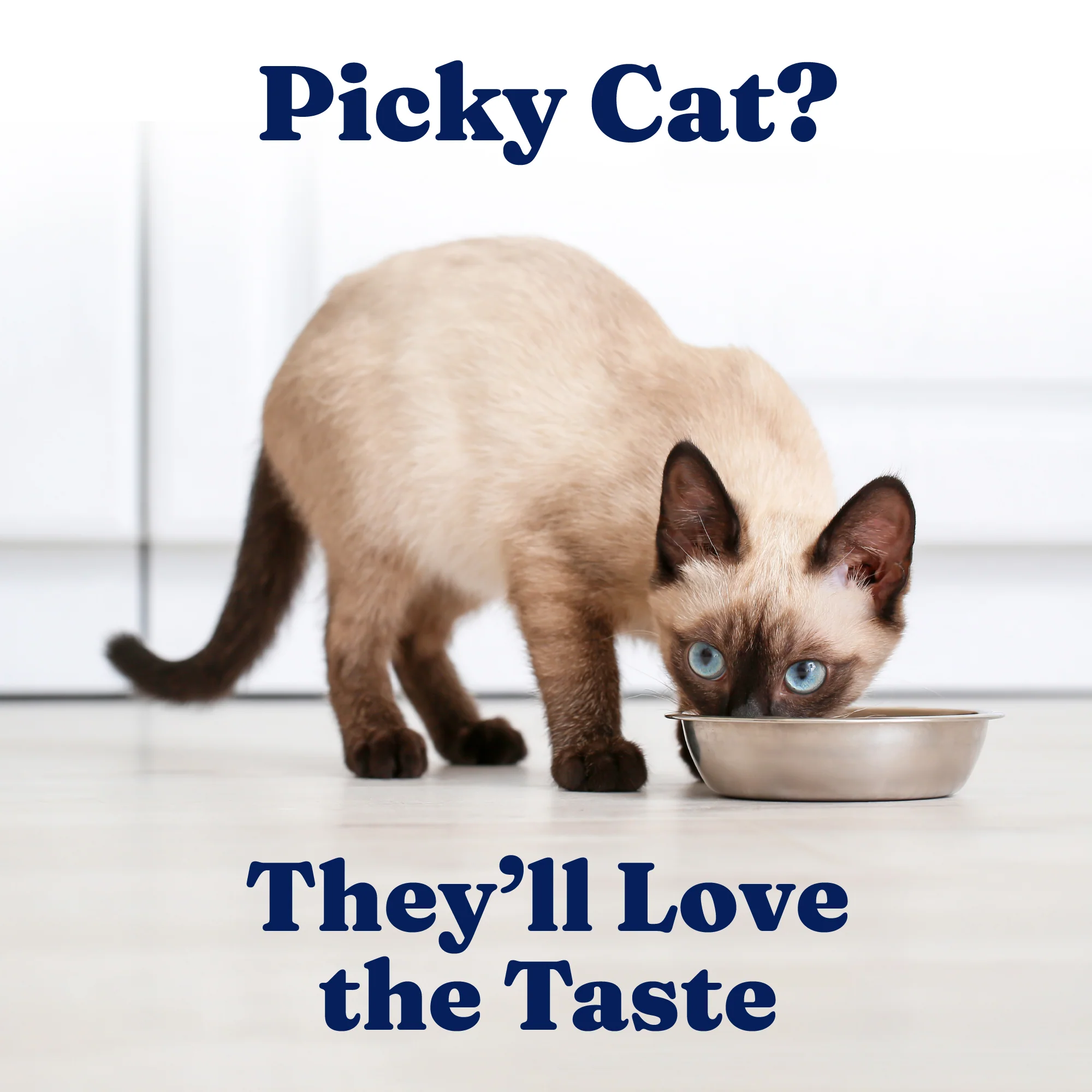 Paté with Chicken & Coconut Wet Food for Cats - Image 5